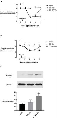 PPAR γ Prevents Neuropathic Pain by Down-Regulating CX3CR1 and Attenuating M1 Activation of Microglia in the Spinal Cord of Rats Using a Sciatic Chronic Constriction Injury Model